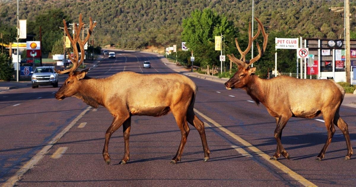 Homes for sale in Payson AZ